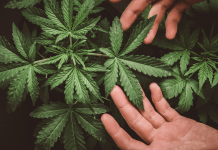 Cannabis: the problem with defining products around THC content cannabis