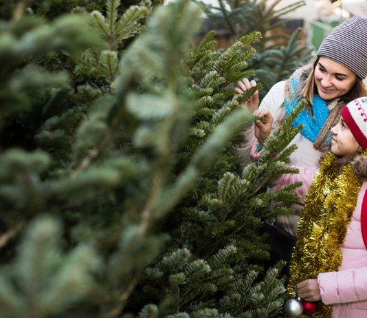 How Green is your Christmas Tree? Christmas Tree