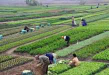 Agriculture, Sustainable Development, and Government Policy in Developing Countries Agriculture