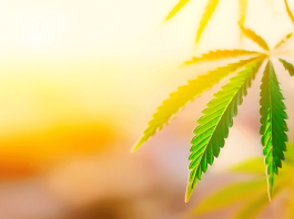 Cannabis: How it Affects Our Cognition and Psychology – New Research cannabis