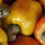 How Nigeria can turn its huge cashew waste into valuable citric acid