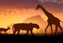 Five Options for Restoring Global Biodiversity After the UN Agreement Global-biodiversity