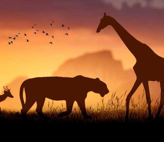 Five Options for Restoring Global Biodiversity After the UN Agreement Global-biodiversity