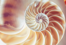 How a 400 Million Year Old Fossil Changes Our Understanding of Mathematical Patterns in Nature Fibonacci spirals