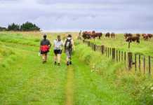 Alternative Proteins Are Here – The Next 30 Years Could Be Crucial for NZ’s Meat and Dairy Sectors Alternative proteins