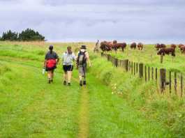 Alternative Proteins Are Here – The Next 30 Years Could Be Crucial for NZ’s Meat and Dairy Sectors Alternative proteins