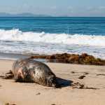 Dead Sea Lion on Beach at Border Field State Park in San Diego