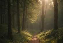 Colcom Foundation’s Partnership With The Hollow Oak Land Trust Continues Cordelia Scaife May’s Conservation Legacy Green Forest